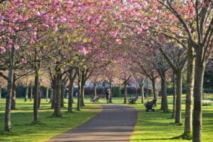 Blooming Cherryblossom trees in Donnybrook Dublin